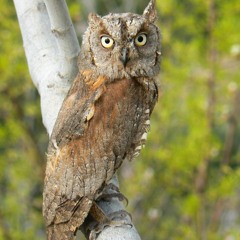 Dwergooruil / Scops Owl / Otus Scops