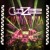 Artwork for CloZee - Shambhala 2016 Mix - The Grove