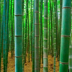 Bamboo Banger
