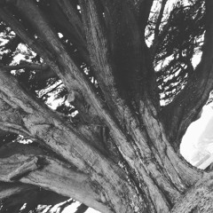 Strident (scrapyard)