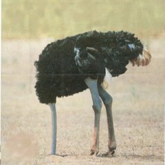 Maripoza - Bird (Птица)