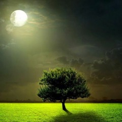 In The Moonlight
