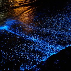 Bioluminescence
