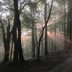 Collin Bass @ Honcho Campout 2016 - Sunday Tea