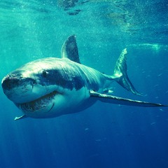 justin t & foley - shark attack
