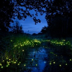 Tyron Hapi - Fireflies