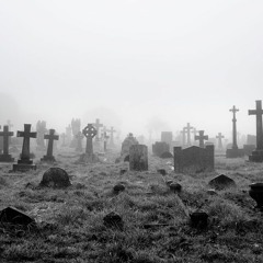 DVS NME - Polyandrium