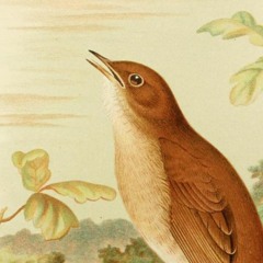 'Nightingales' for viola, guitar and cello