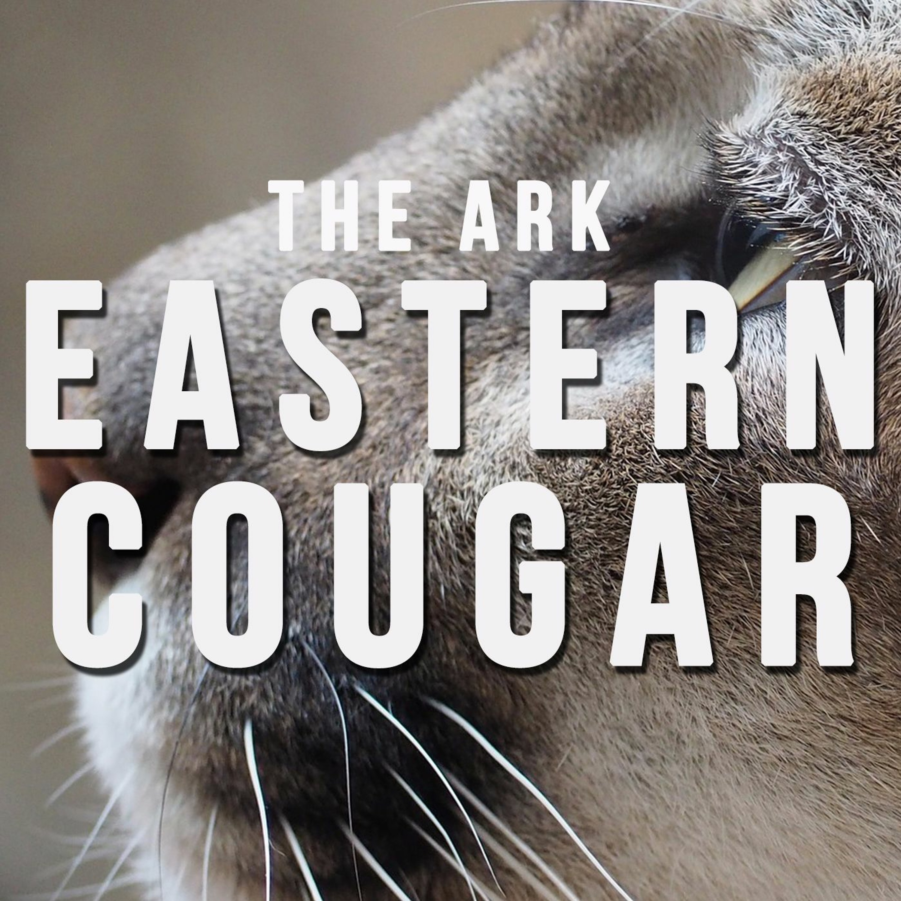 Episode 1 - Eastern Cougar