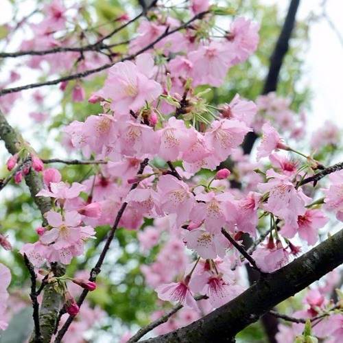 夢と葉桜