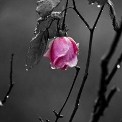 Jag vet en dejlig Rosa (Swedish traditional folksong)