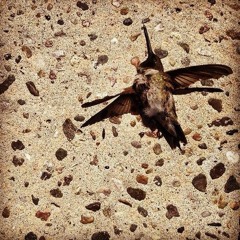 Puro Improv jam-- "American Apology (NoT)" SECRET IONS