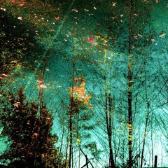 Cupuacu - Forest