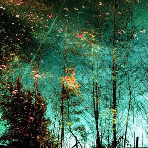 Cupuacu - Forest