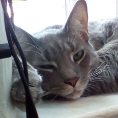 Cats Meow