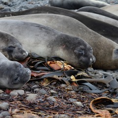 journal sonore pointe Suzanne, îles Kerguelen