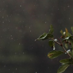 Scattered Showers (Outro)