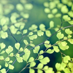 Verdure2(Royalty Free Music)