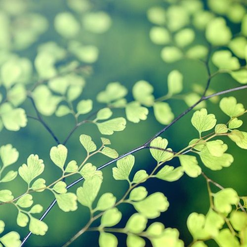 Verdure2(Royalty Free Music)