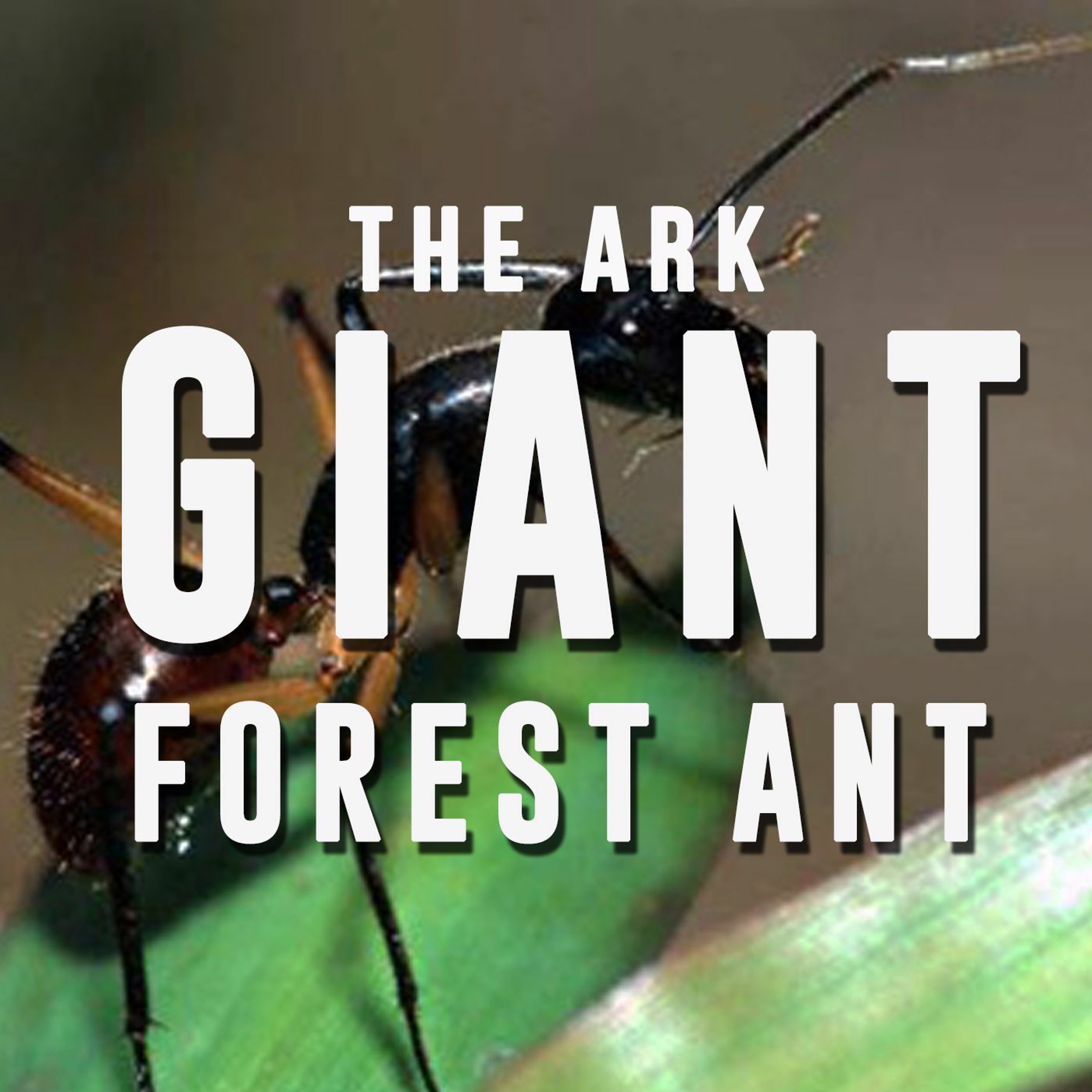 Episode 2 - Giant Forest Ant