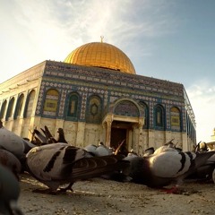 جديد عبدالله الجزار- #زهرة_المدائن