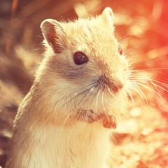 Vol.10 - Walkman Brown