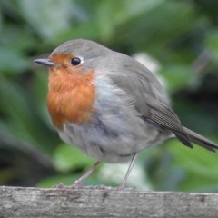 littlebirdbecomesBig