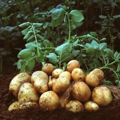 Potato Soup Weekly: Wild Potatoes / www.facebook.com/PlasticInevitable