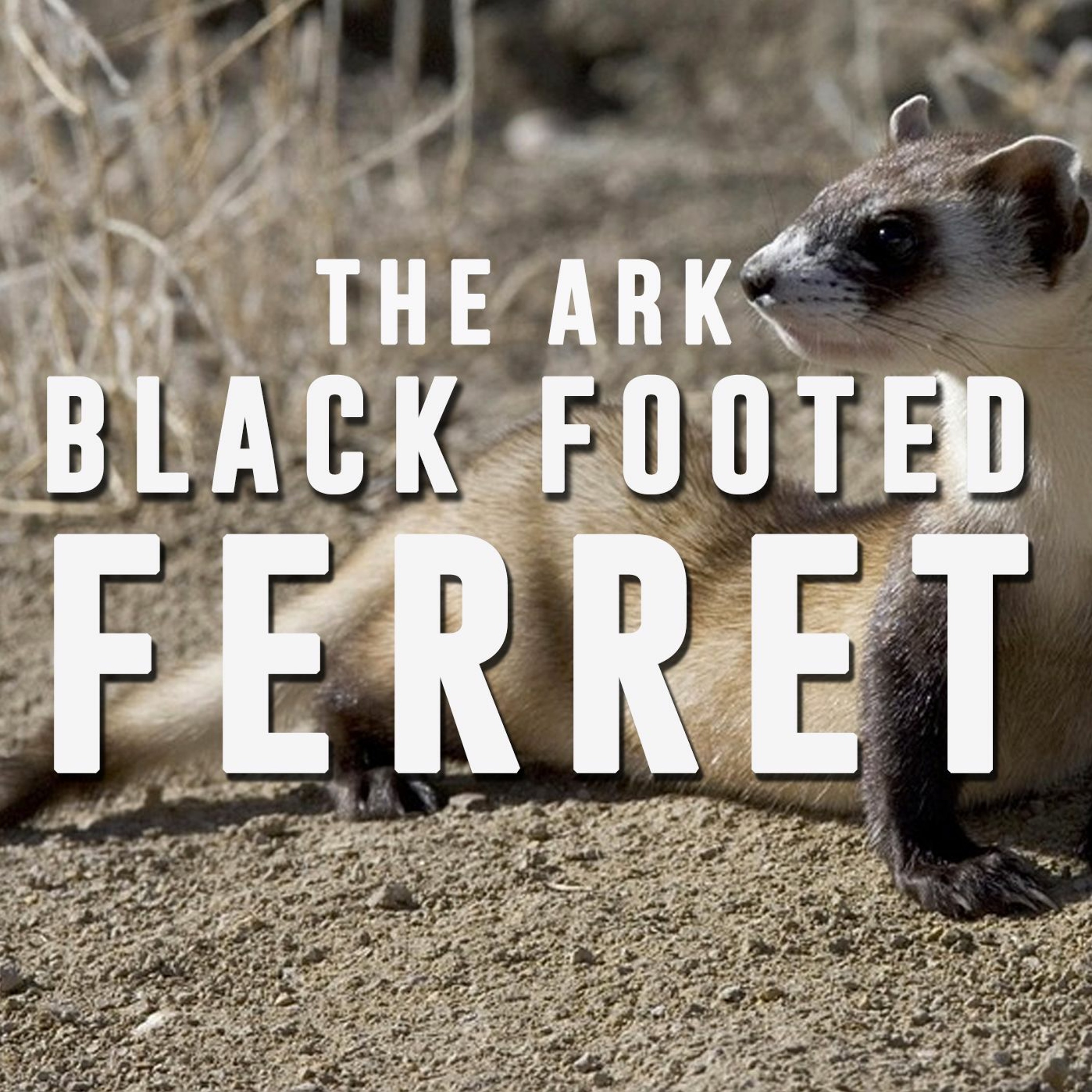 Episode 3 - Black Footed Ferret