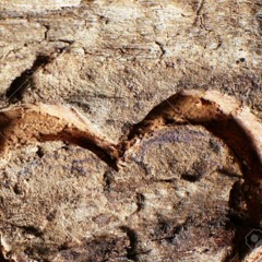 Heartbeat (The Knife/Jose Gonzales/Daniela Andrade)