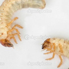 string quartet edition : wagon weel