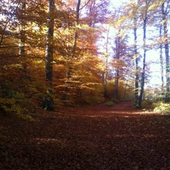 15 Minute Body Scan Meditation