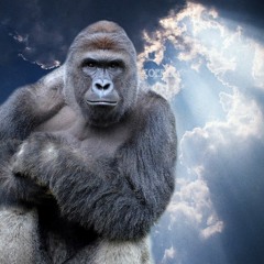 Harambe