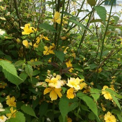 Wild Child - Trillo Talk (Ashleigh Legge cover)