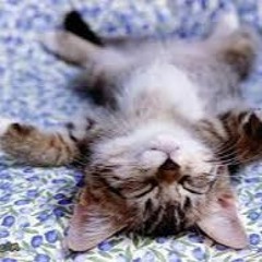 Kitty Cat Induction