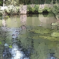 Pond