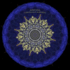 SANATHANA - CONVOLVULUS ALSINOIDES [Unreleased / Preivew]