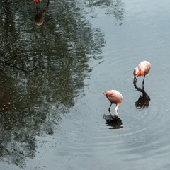 Music for 18 Flamingos