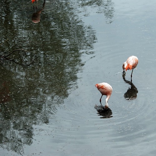 Music for 18 Flamingos