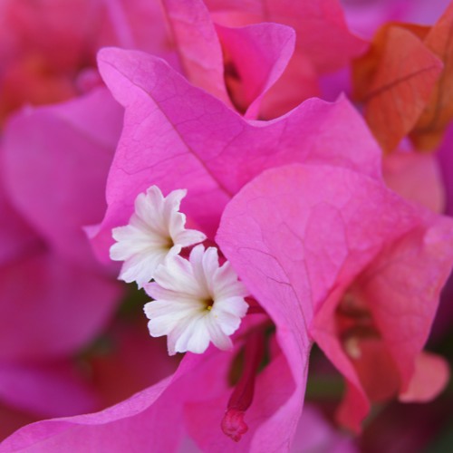 قصيدة أحبك صلاح عبد الصبور أداء د. سراج منير