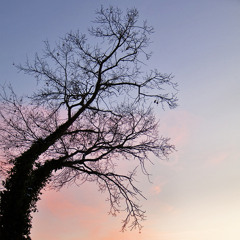 The Observer