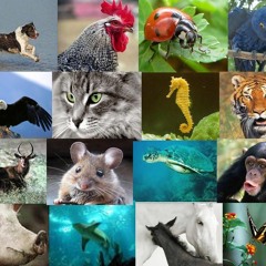 Montagem - Putaria Animal (DJ R7) Lançamento 2016
