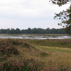Marsh Bird Activity (SPC 53)