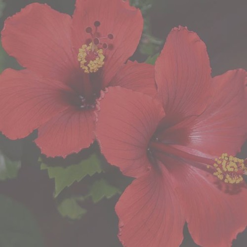 hibiscus tea (now on spotify)