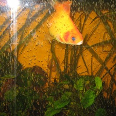 Balance And The Goldfish