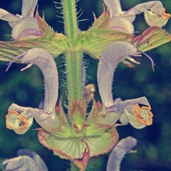 Humilis Opus 3 | "Clary"