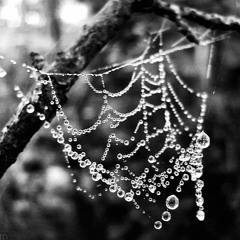 M o N o C h R o M a T i C