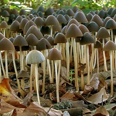 Inhabidian & Dr.Magnus - Return