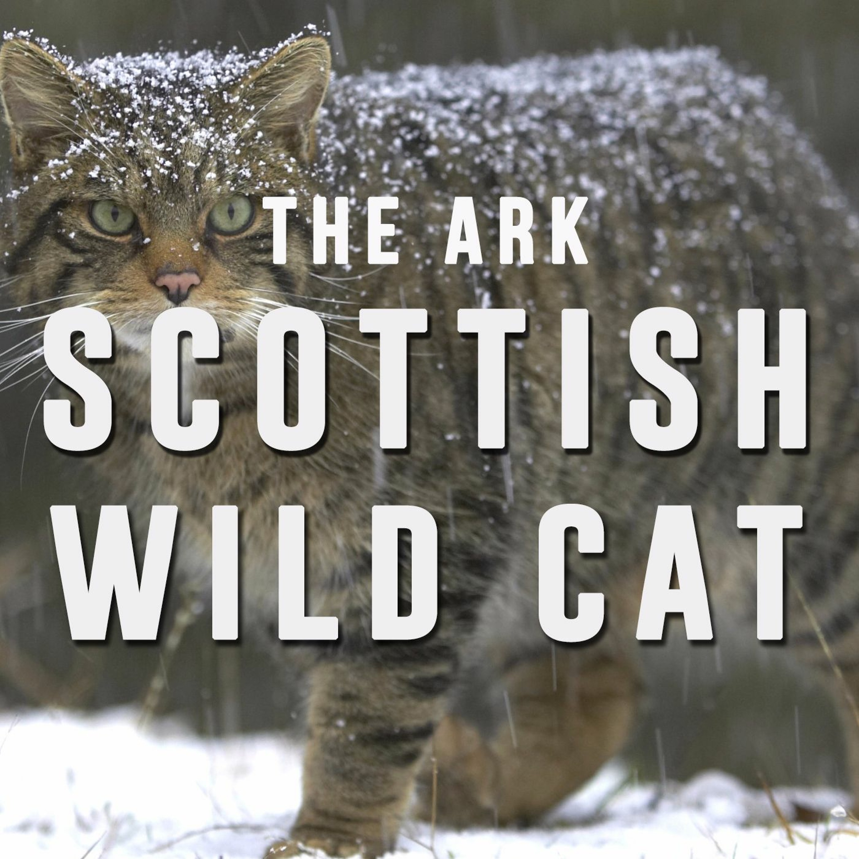 Episode 4 - Scottish Wild Cat