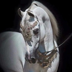 الحب في زمن الكوليرا 42 تواشيح ، قلم و إلقاء أنس الهنداوي